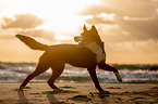 Groer Schweizer Sennenhund an der Ostsee