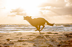 Groer Schweizer Sennenhund an der Ostsee