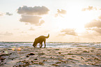 Groer Schweizer Sennenhund an der Ostsee