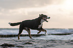 Groer Schweizer Sennenhund an der Ostsee