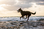 Groer Schweizer Sennenhund an der Ostsee