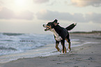 Groer Schweizer Sennenhund an der Ostsee