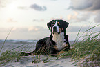 Groer Schweizer Sennenhund an der Ostsee