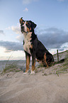 Groer Schweizer Sennenhund an der Ostsee
