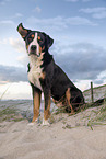 Groer Schweizer Sennenhund an der Ostsee