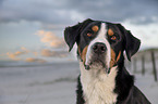 Groer Schweizer Sennenhund an der Ostsee