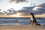 Groer Schweizer Sennenhund an der Ostsee