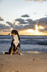 Groer Schweizer Sennenhund an der Ostsee