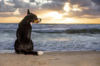 Groer Schweizer Sennenhund an der Ostsee