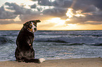 Groer Schweizer Sennenhund an der Ostsee