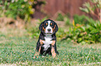 Groer Schweizer Sennenhund Welpe