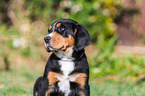 Gro�er Schweizer Sennenhund Welpe