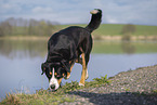 Groer Schweizer Sennenhund Rde