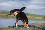 Großer Schweizer Sennenhund Rüde