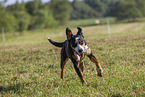 rennender Großer Schweizer Sennenhund