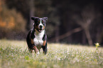 Groer Schweizer Sennenhund