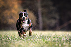 Groer Schweizer Sennenhund