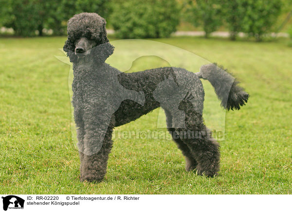 stehender Knigspudel / standing Poodle / RR-02220