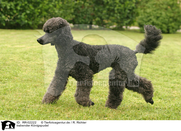 trabender Knigspudel / running Poodle / RR-02222