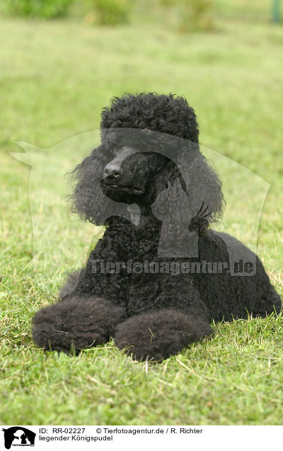 liegender Knigspudel / lying Poodle / RR-02227