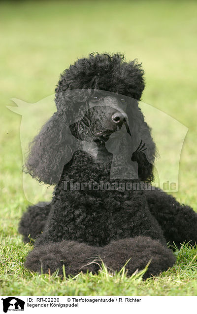 liegender Knigspudel / lying Poodle / RR-02230