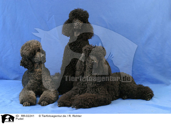 Pudel / Poodles / RR-02241
