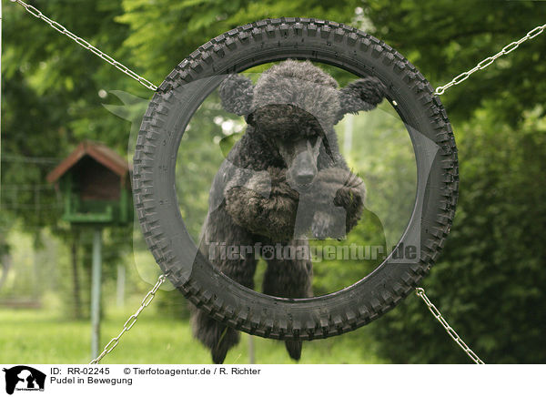 Pudel in Bewegung / poodle in action / RR-02245