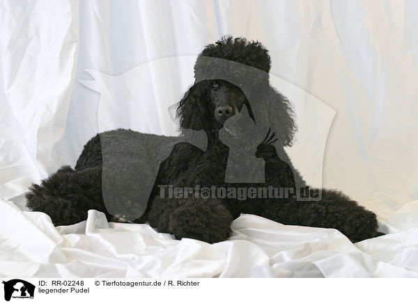 liegender Pudel / lying poodle / RR-02248