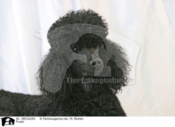 Pudel / Poodle Portrait / RR-02250