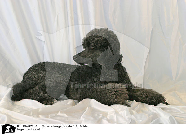 liegender Pudel / lying poodle / RR-02251