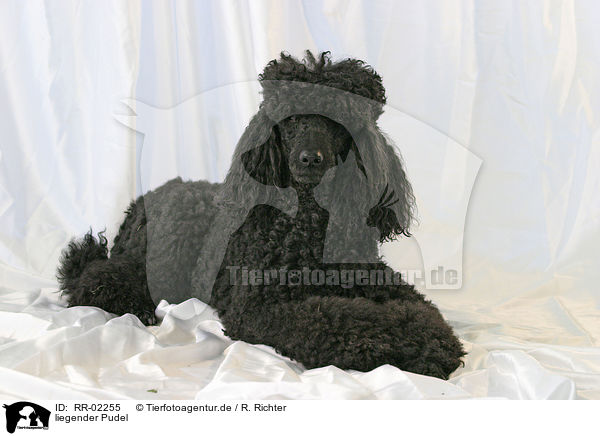 liegender Pudel / lying poodle / RR-02255