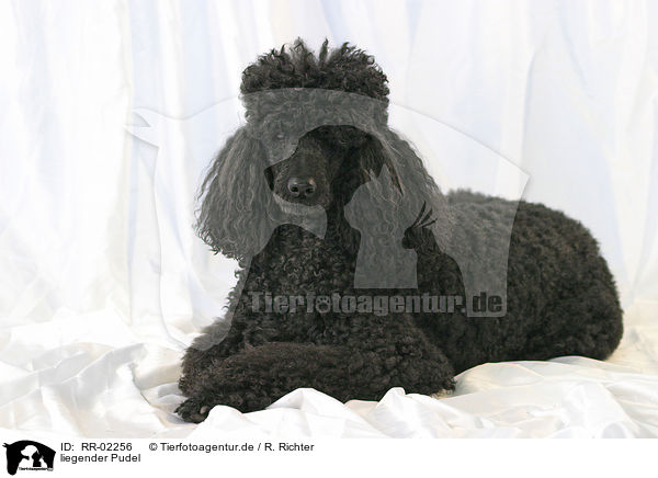 liegender Pudel / lying poodle / RR-02256