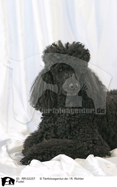 Pudel / Poodle / RR-02257