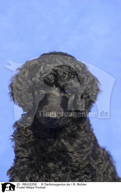 Pudel Welpe Portrait / Poodle Puppy Portrait / RR-02259