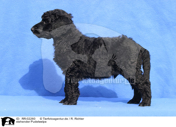stehender Pudelwelpe / standing poodle puppy / RR-02260