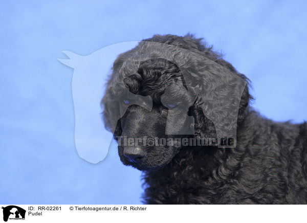 Pudel / Poodle Portrait / RR-02261