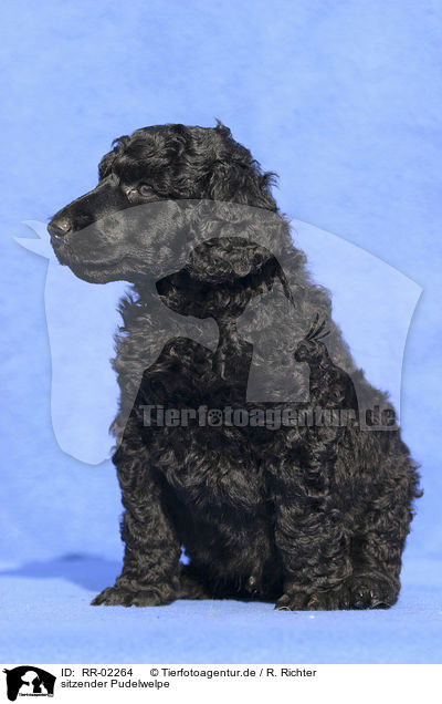 sitzender Pudelwelpe / sitting poodle puppy / RR-02264