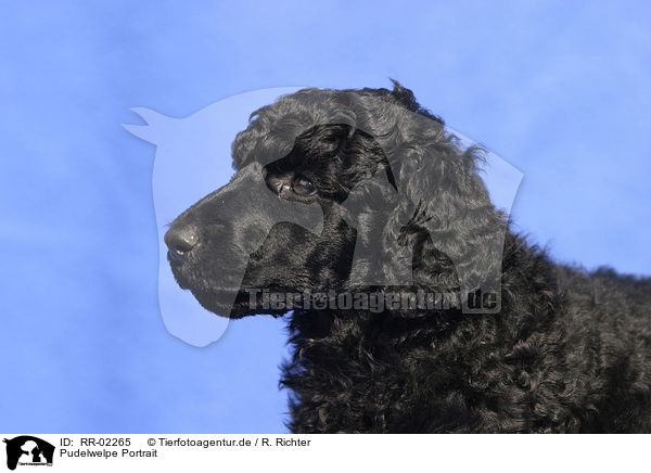 Pudelwelpe Portrait / poodle puppy portrait / RR-02265