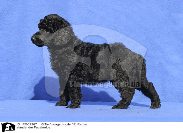 standender Pudelwelpe / standing poodle puppy / RR-02267