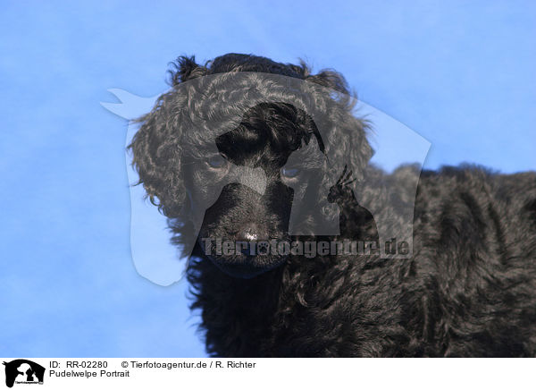 Pudelwelpe Portrait / Poodle Puppy Portrait / RR-02280