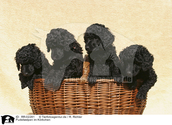 Pudelwelpen im Krbchen / poodle puppies in the basket / RR-02281