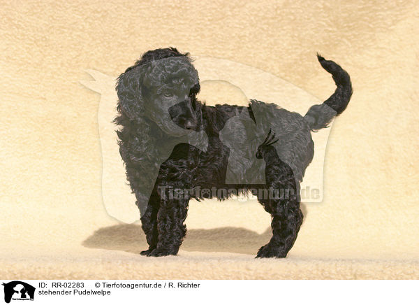 stehender Pudelwelpe / standing poodle puppy / RR-02283