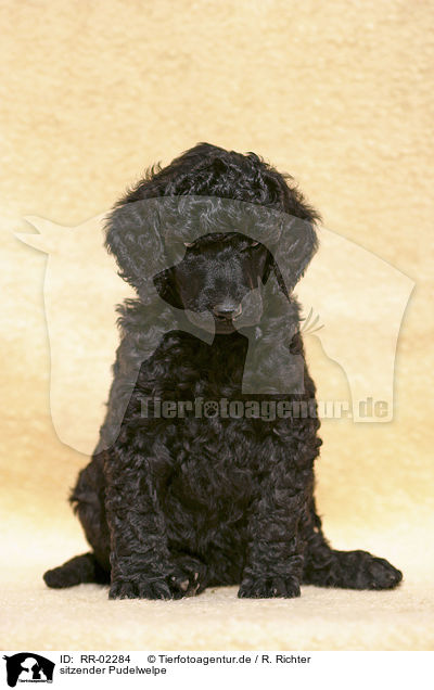 sitzender Pudelwelpe / sitting poodle puppy / RR-02284