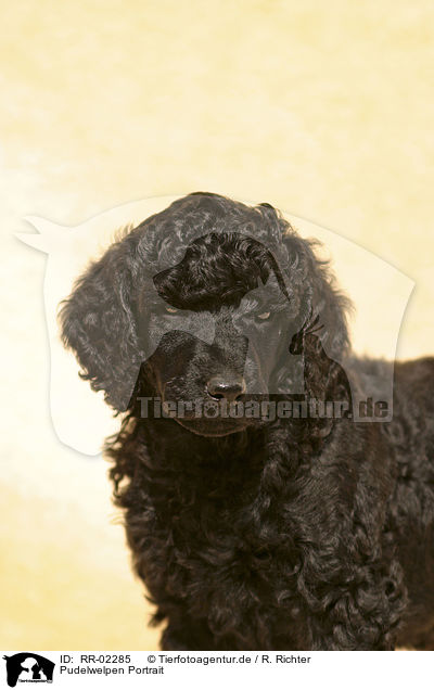 Pudelwelpen Portrait / RR-02285