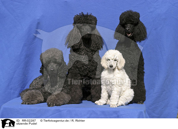 sitzende Pudel / sitting poodles / RR-02287