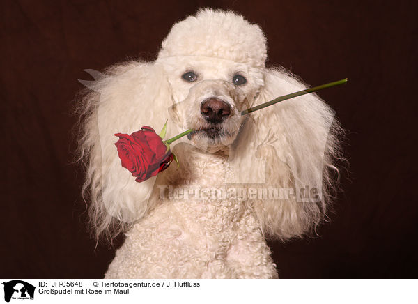 Gropudel mit Rose im Maul / Giant Poodle with rose / JH-05648