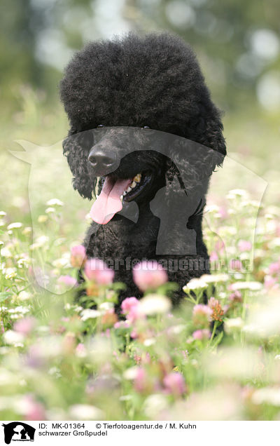 schwarzer Gropudel / black poodle / MK-01364