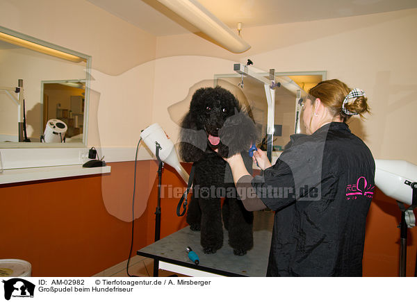 Gropudel beim Hundefriseur / Grand Poodle at dog parlor / AM-02982