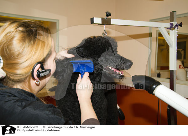 Gropudel beim Hundefriseur / Grand Poodle at dog parlor / AM-02983