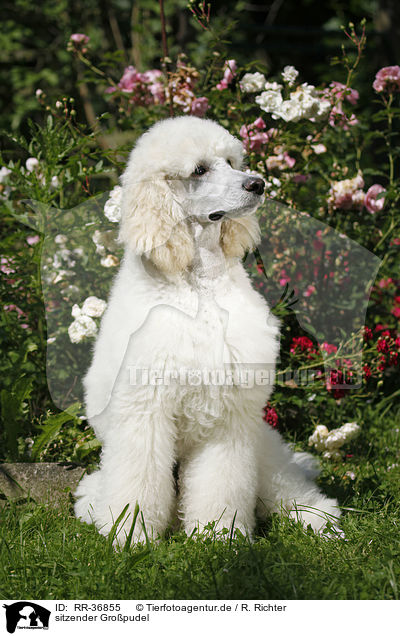 sitzender Gropudel / RR-36855